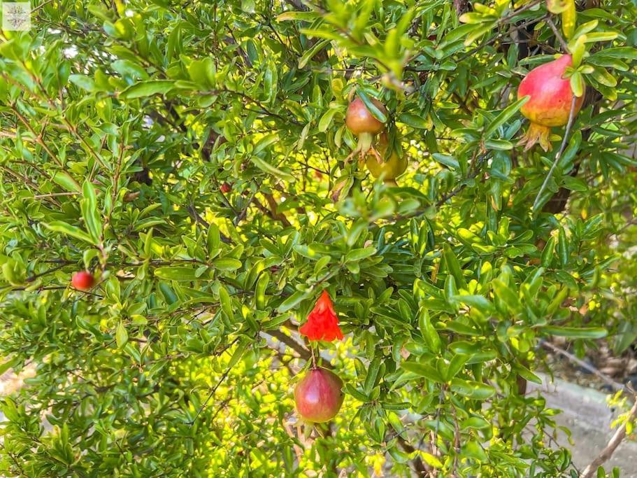Finca Tierra Sana Estepona Exteriör bild